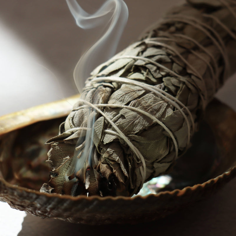 Californian torch of white sage (Salvia apiana)