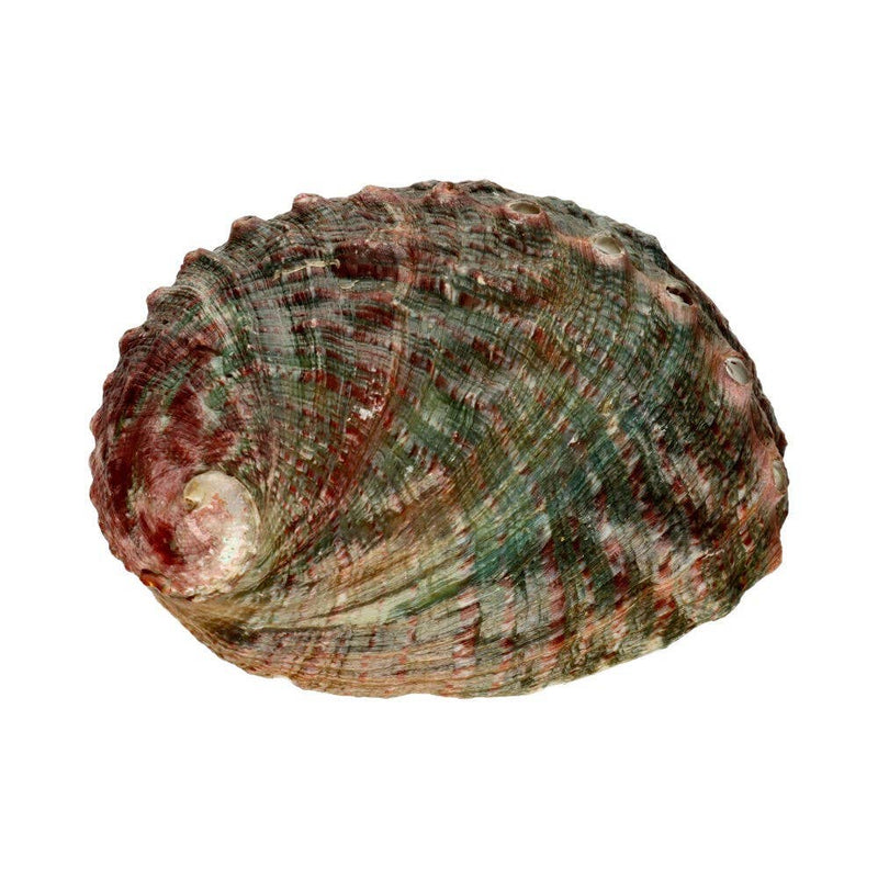 Petite coquille d'ormeau filetée à fumer