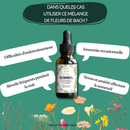 Bachblüten Schlaf  – Natürliche Unterstützung für erholsame Nächte - Sommeil