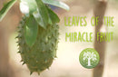 Eine Nahaufnahme einer stacheligen, grünen Soursop-Frucht, die an einem Ast mit glänzenden grünen Blättern hängt. Der Text-Overlay lautet „LEAVES OF THE MIRACLE FRUIT“ mit einem runden Ancient Purity Logo in der unteren rechten Ecke.