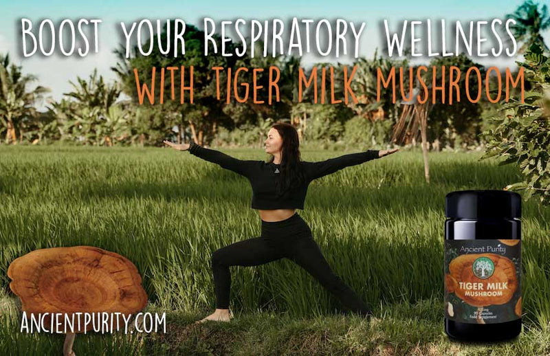 Ancient Purity – Capsules de champignons au lait de tigre 90 x 425 mg – Soutien respiratoire et cérébral naturel