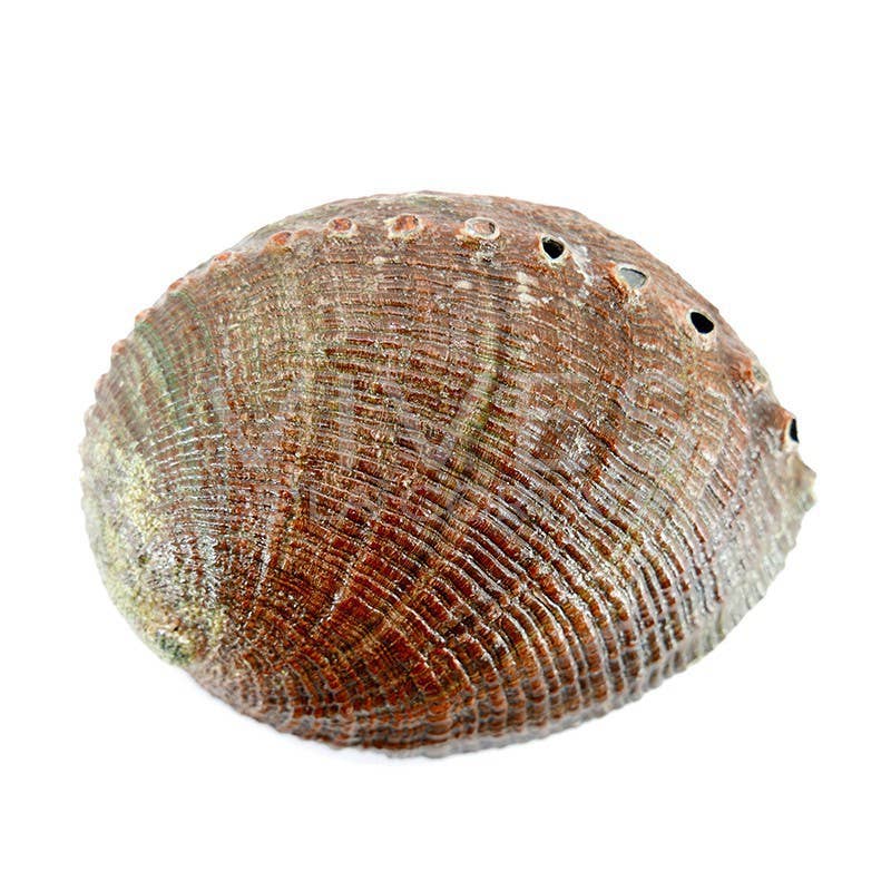 Grosse Concha Abalon Muschelgefäss zum Räuchern