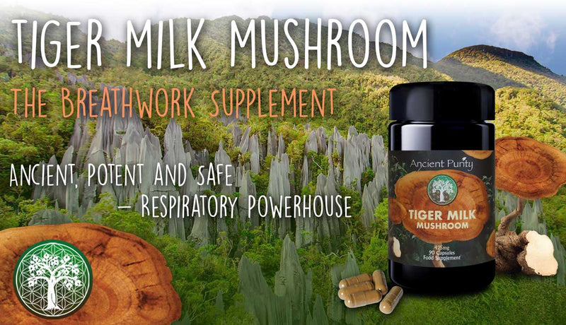 Ancient Purity – Capsules de champignons au lait de tigre 90 x 425 mg – Soutien respiratoire et cérébral naturel