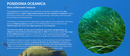 Eine Infografik über Neptungras (Posidonia oceanica), mit einem runden Bild von Wasserpflanzen unter Wasser und Text, der ihre Vorteile und ihre Rolle im Meer erklärt.