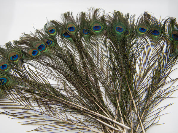 pfauenfeder-natur-schmuck-bern