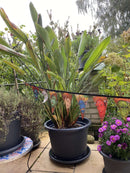 Bunte Gebetsfahnen Girlanden – Hare Krishna Gesichter & spirituelle Kraft aus Sri Lanka 3m