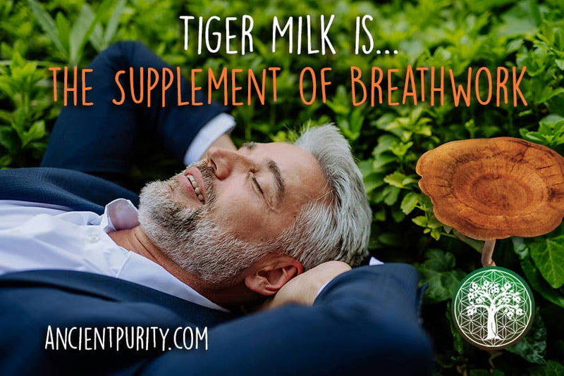 Ancient Purity – Capsules de champignons au lait de tigre 90 x 425 mg – Soutien respiratoire et cérébral naturel
