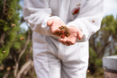 Ein Imker in einem weißen Anzug hält draußen sanft eine Gruppe Bienen in seinen Händen.