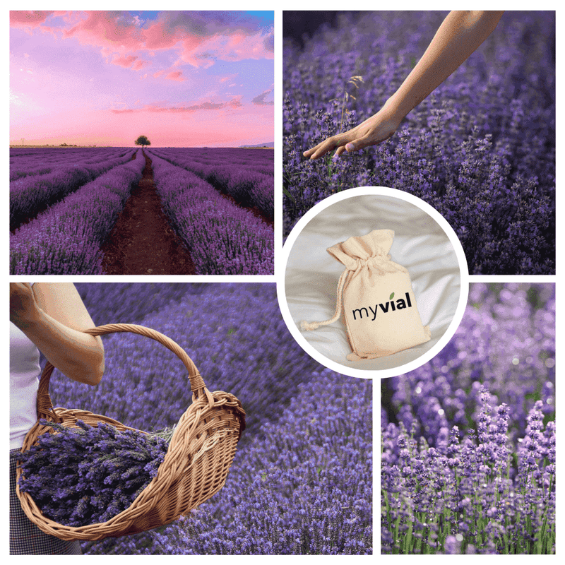 Organic lavender sachets – relaxation from nature 🌿🪻