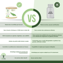 Bio-Schachtelhalm – Nahrungsergänzungsmittel in Kapseln zur Unterstützung von Gelenken und Schönheit