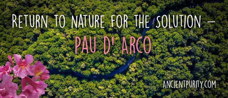 Ein Werbebanner für "Pau D'Arco" Tee, das eine Straße zeigt, die sich aus der Vogelperspektive durch einen dichten grünen Wald schlängelt. Unten links befinden sich Illustrationen von rosa Blumen. Der Text lautet: "Return to nature for the solution - Pau D'Arco."
