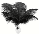 ostrich feather